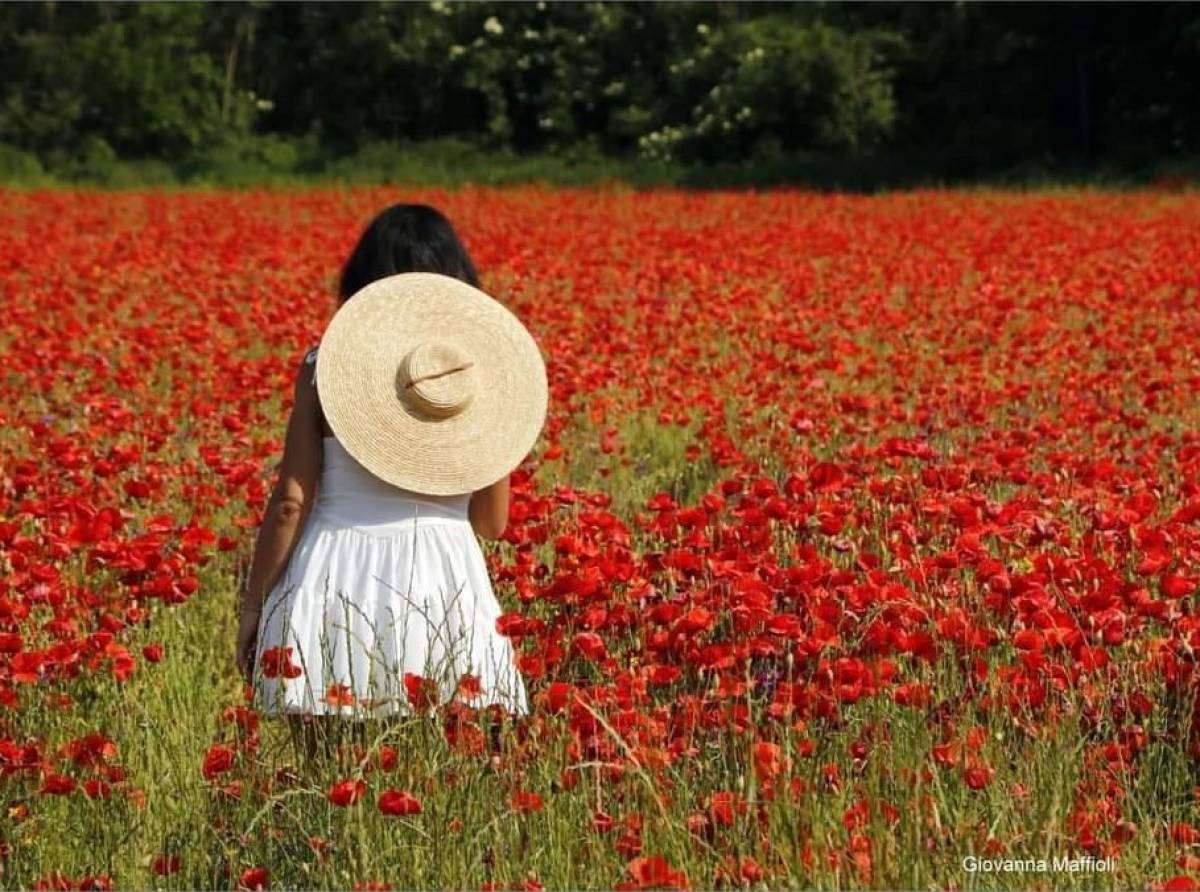 Il lampo di una risata. Tra papaveri e dilemmi, per percorrere sentieri interiori senza mappa